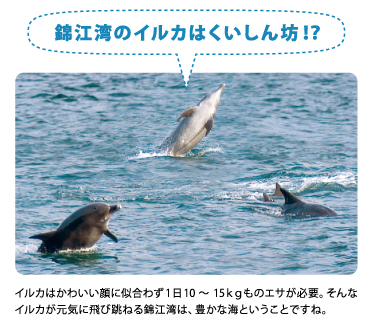 錦江湾のイルカは食いしん坊！？