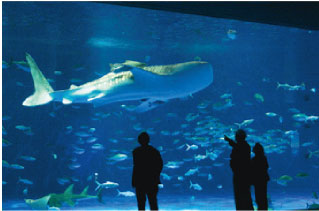 いおワールドかごしま水族館